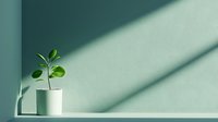 Young green plant in white minimalist pot against mint wall with dramatic diagonal shadow creating modern minimal composition. For interior design and wellness.