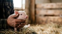 Young piglet held in farmer's hands in rustic barn setting with straw, showcasing livestock care and agricultural practices for farming and animal husbandry content.