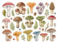 Hand-drawn mushroom and toadstool collection featuring various species in earthy tones with botanical foliage elements. Isolated clipart suitable for educational materials, design projects, and nature-themed applications.