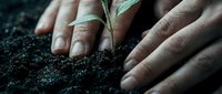 Hands planting young seedling in dark soil, symbolizing growth, environmental care, and sustainable agriculture or gardening projects.