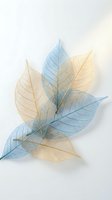 Delicate skeleton leaves in blue and yellow tones arranged on white background for natural botanical design projects and organic decoration concepts.