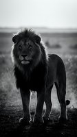 Majestic male lion with flowing mane standing proudly in savanna grassland captured in dramatic black and white photography showcasing wild African wildlife.