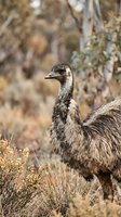 Young emu standing in natural Australian bush habitat with blurred woodland background for wildlife and nature photography projects.