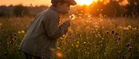 Middle-aged Caucasian male farmer in work clothes and cap examining wildflower field at golden hour sunset, agricultural inspection and rural lifestyle concept.