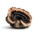 Turkey tail mushroom with concentric brown and black rings on white background, showing natural wood-like texture and growth pattern.