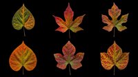 Autumn maple and sycamore leaves in various fall colors isolated on transparent background. Ready for clipart, t-shirt design, stickers, sublimation, print-on-demand products and digital crafts.