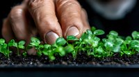 Gentle hands tending to delicate microgreen seedlings growing in dark soil, showing sustainable agriculture and home gardening practices.