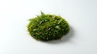 Lush green moss clump isolated on white background, ready for design projects, botanical illustrations, nature graphics, and eco-friendly branding applications.