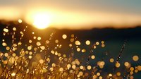 Delicate grass silhouettes against golden sunset sky with dreamy bokeh lights creating magical nature atmosphere. Soft focus meadow at dusk with glowing orbs.