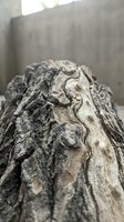 Weathered tree bark with deep textured grooves and natural patterns, showing aged wood surface detail for nature and environmental design projects.