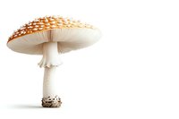 Amanita muscaria mushroom with distinctive orange-red cap and white spots isolated on white background, showcasing detailed gills and stem.