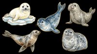 Seal and sea lion collection featuring five isolated marine mammals in various poses on transparent background, ready for t-shirt design, clipart, stickers, print-on-demand products and sublimation projects.