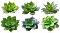 Green succulent plants collection isolated on white background. Set of six echeveria rosettes showing natural variations in shape and color.