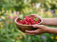Hands holding wooden bowl filled with fresh red raspberries and green leaves in garden setting, harvest time produce for cooking and baking.