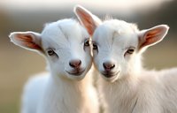 Two adorable white baby goat kids with pink ears looking at camera, close up portrait showing sweet expressions and gentle eyes in soft natural light.