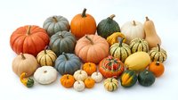 Assorted autumn squash and pumpkins in various sizes and colors including orange, green, white and yellow varieties arranged on white background for fall harvest and seasonal decoration projects.