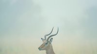 Male impala antelope with curved horns against soft pastel sky background in minimalist wildlife photography composition for nature and safari themes.