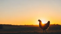 Silhouette of hen against golden sunrise sky in rural farmland setting for agricultural and poultry farming concepts.