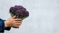 Fresh purple broccoli held in mature male hands against white background. Organic vegetable for cooking, nutrition, healthy eating, and food styling use.