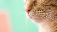 Orange tabby cat profile with white whiskers against soft pastel green and pink gradient background for pet care designs and feline photography projects.