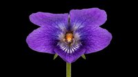 Vibrant purple orchid flower isolated on transparent background, ready for t-shirt design, stickers, clipart, print on demand, and sublimation projects.