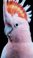 Stunning pink cockatoo with vibrant orange and yellow crest feathers poses against dark background, showcasing exotic bird beauty in close-up portrait.