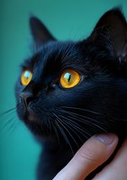 Close-up portrait of black cat with bright amber eyes against turquoise background, showing detailed whiskers and fur texture while being gently petted.
