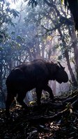 Majestic brown bear walking through misty forest with dramatic sunlight filtering through dense canopy creating atmospheric wilderness scene for nature photography.