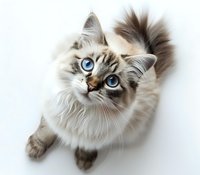 Beautiful Ragdoll cat with striking blue eyes and soft cream and brown fur looking up at camera on white background, perfect for pet care advertising or animal portraits.
