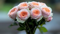 Delicate pink garden roses in full bloom with layered petals and soft peach undertones against blurred background, romantic floral arrangement for wedding and events.