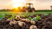 Fresh harvested potatoes lying on fertile soil at sunset with tractor silhouette in background, agricultural field during harvest season, organic farming concept.