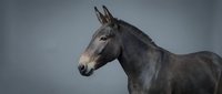Dark gray donkey with alert ears standing in profile against neutral background, suitable for animal, livestock, and farm-related projects.