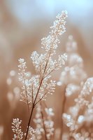 Delicate wildflower silhouette against soft beige background with dreamy bokeh effect creates serene natural atmosphere for wellness and spa designs.