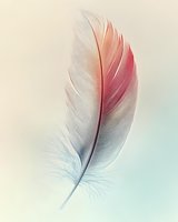Delicate feather with soft pink and blue gradient colors on light background for spiritual wellness and nature design projects.