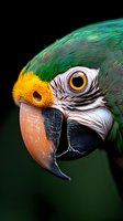 Close-up macro shot of green macaw parrot head showing detailed eye, beak and feather texture against dark background. Suitable for wildlife photography prints.