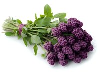 Fresh purple statice flowers with green leaves and stems isolated on white background, suitable for floral design and botanical illustration.