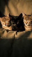 Three adorable kittens sleeping peacefully in warm sunlight on soft fabric, showcasing tabby and black fur patterns in cozy domestic setting.