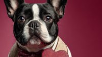 Adorable French Bulldog wearing stylish sweater against burgundy background, perfect for pet fashion campaigns and holiday greeting cards.