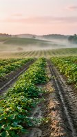 Early morning mist blankets rolling agricultural rows of young crops in cultivated farmland, ideal for agriculture, farming, and rural development projects.