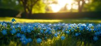 Small blue forget-me-not flowers blooming in spring garden with warm golden sunlight and bokeh background for nature and seasonal designs.