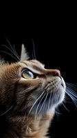Close-up portrait of cream colored cat with striking yellow-green eyes looking up against dark background, highlighting detailed whiskers and facial features.