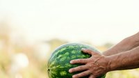 Farmer holding fresh ripe watermelon in field during harvest season, agricultural produce ready for market or consumption.