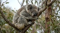 Adorable koala sleeping peacefully on eucalyptus tree branch in natural Australian habitat. Wildlife conservation and native marsupial species concept.