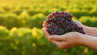Fresh purple grapes held in cupped hands against blurred vineyard background during golden hour harvest time for winemaking and agriculture concepts.