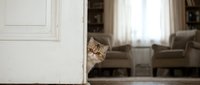 Curious tabby cat peeking around white door frame in cozy home interior with soft natural lighting and comfortable living room furniture in background.