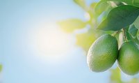 Fresh green limes growing on tree branch with leaves against soft blue sky and sunlight, natural organic citrus fruits in garden setting.