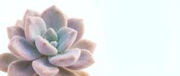 Succulent plant with soft pink and purple frosted leaves isolated on white background, ready for design projects and botanical compositions.