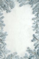 Frosty blue spruce branches framing white snowy background, creating natural border for winter holiday designs and seasonal greeting cards.