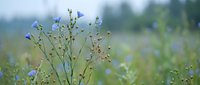 Delicate blue wildflowers blooming in natural meadow field with soft bokeh background perfect for botanical designs and nature-themed projects.