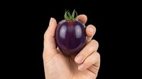 Hand holding a deep purple tomato isolated on transparent background, ready for stickers, print on demand, T-shirt design, clipart, and sublimation projects.